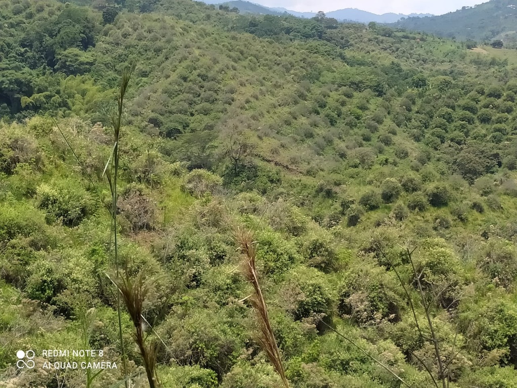 LOTE PARA LA VENTA UBICADO EN VITERBO